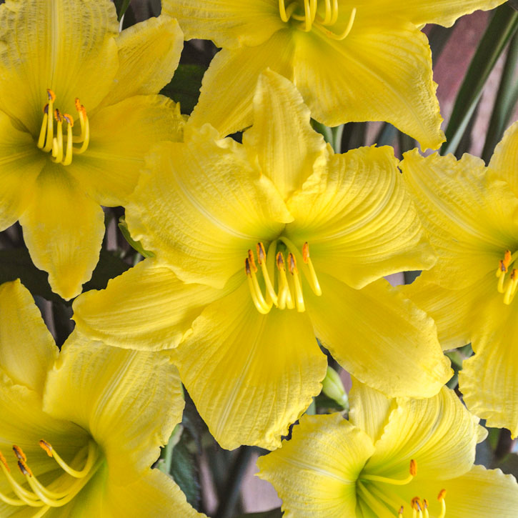 Big Time Happy Daylily