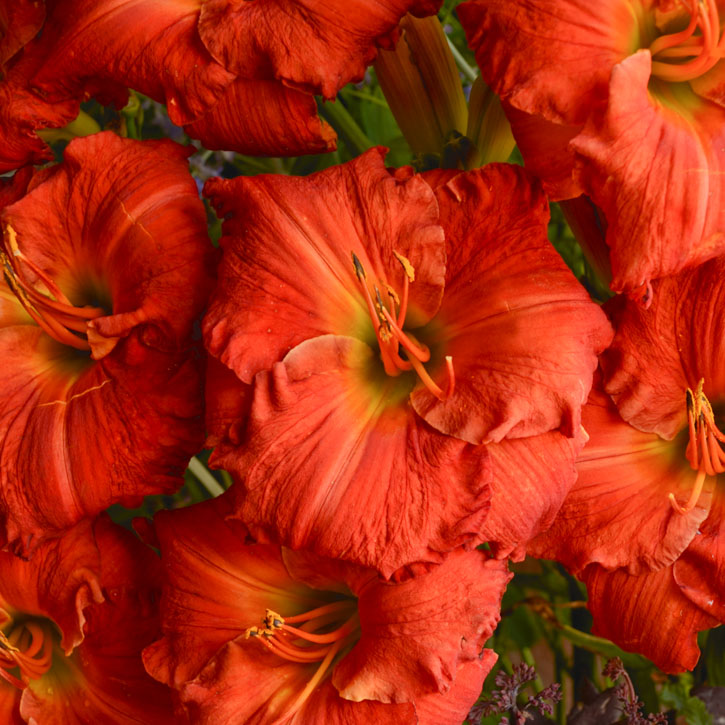 Desert Flame Daylily