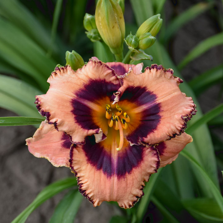 Hungry Eyes Daylily