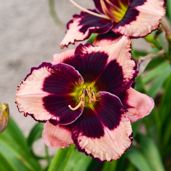 Jane Trimmer Daylily