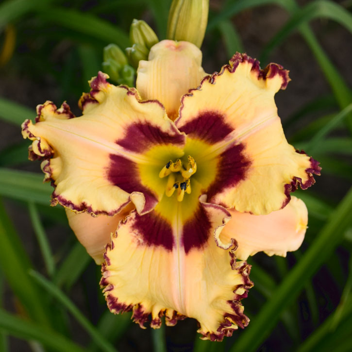 King of the Ages Daylily