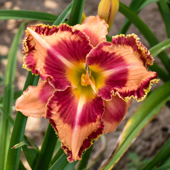 Lake of Fire Daylily