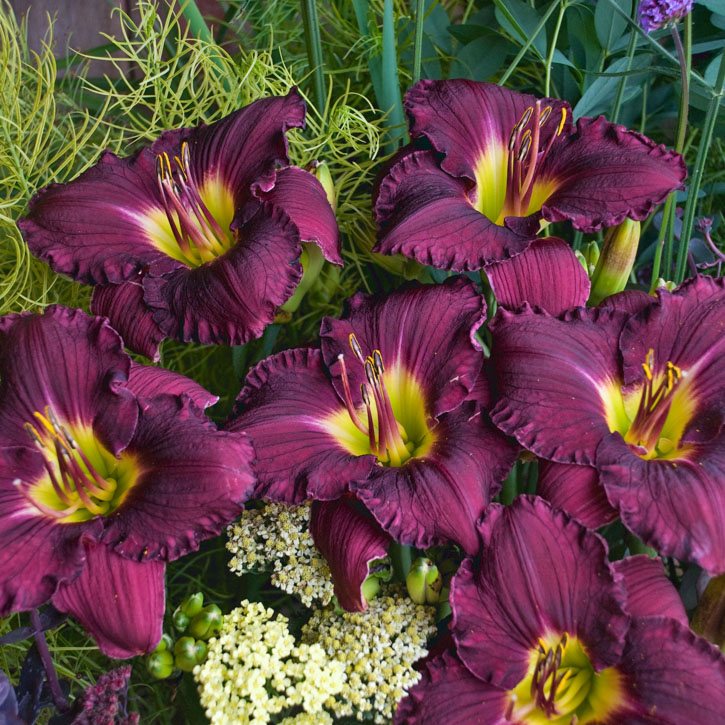 Nosferatu Daylily