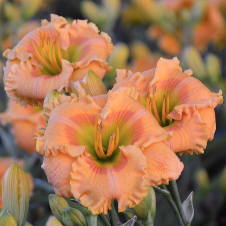 Orange Smoothie Daylily