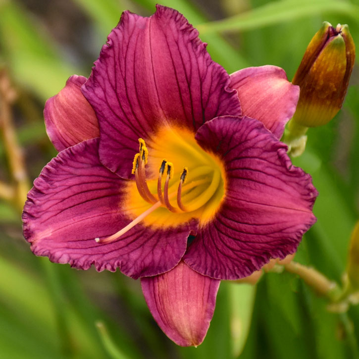 Purple de Oro Daylily