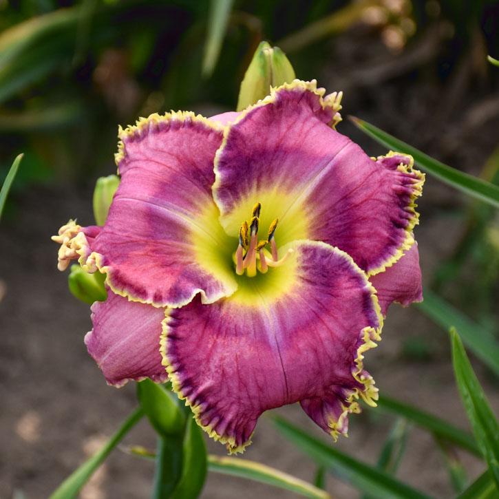 Raspberry Eclipse Daylily