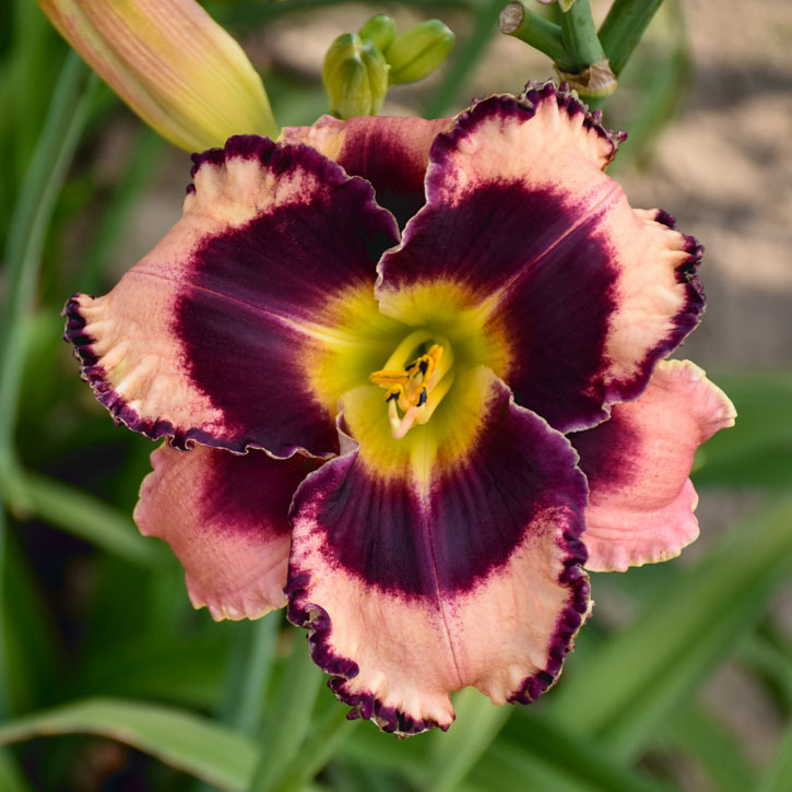 Rock Solid Daylily