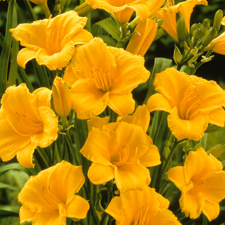 Stella de Oro Daylily