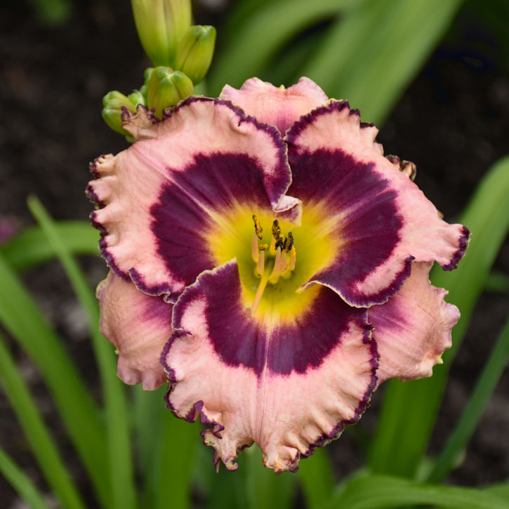 Sound of My Heart Daylily