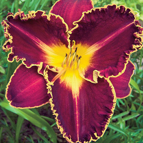 Storm of the Century Daylily