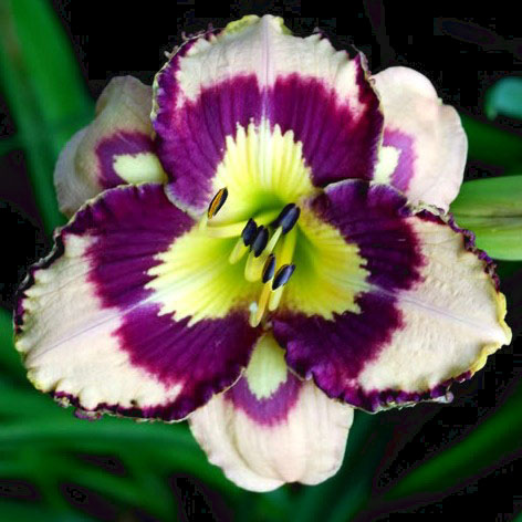 Spacecoast Seashells Daylily