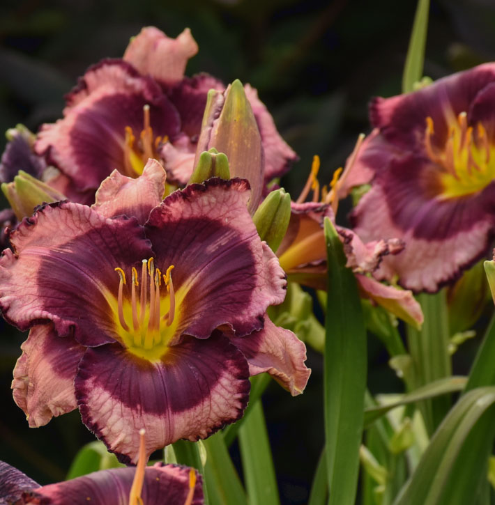 Storm Shelter Daylily