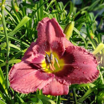 Always Afternoon Daylily