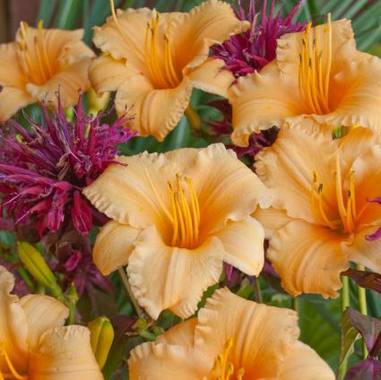 Apricot Sparkles Daylily