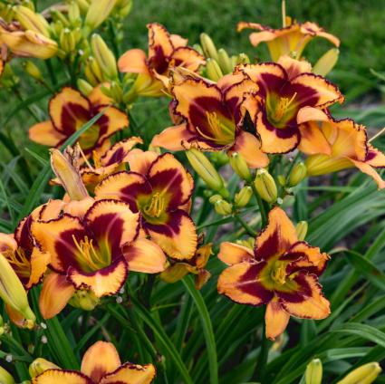 Blazing Glory Daylily