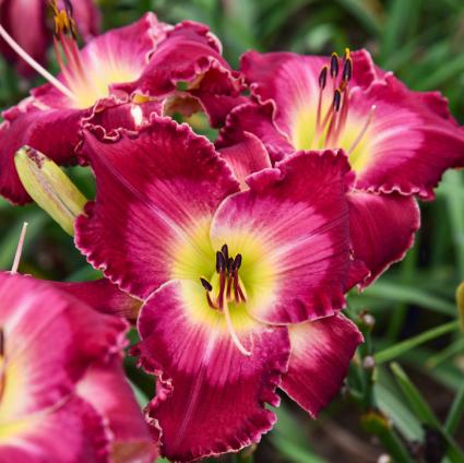 Blood Sweat & Tears Daylily