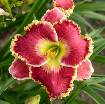 Born to Run Daylily