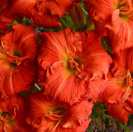 Desert Flame Daylily