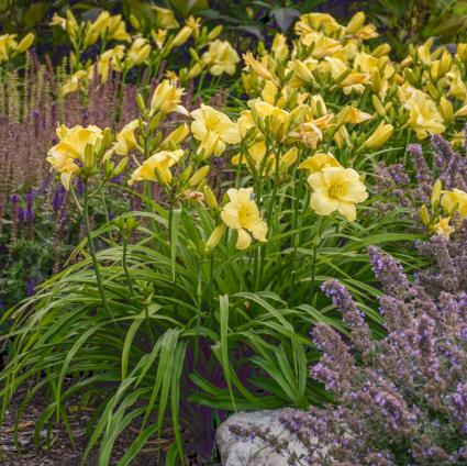 Going Bananas Daylily