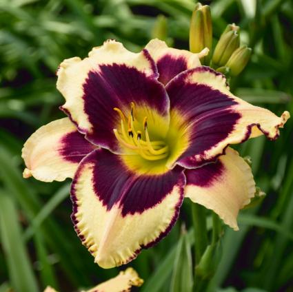 Inkheart Daylily