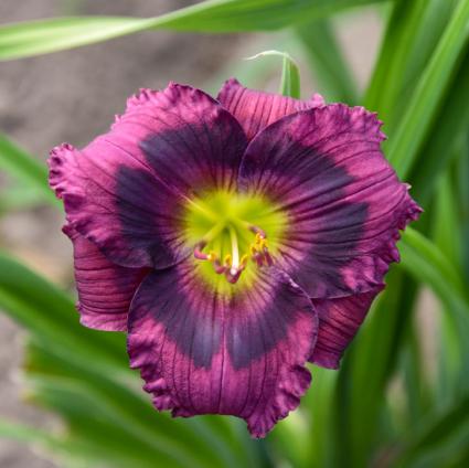 Kansas Kitten Daylily