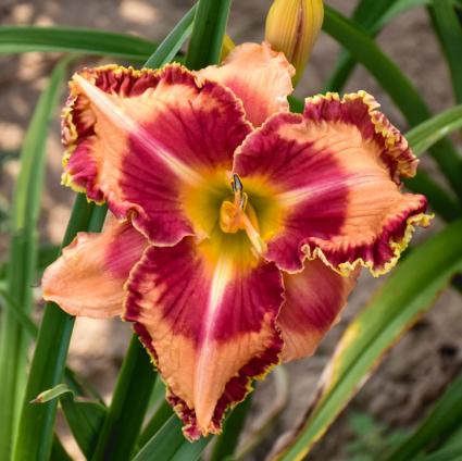 Lake of Fire Daylily