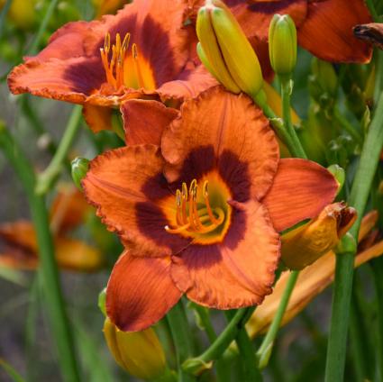 Mighty Chestnut Daylily