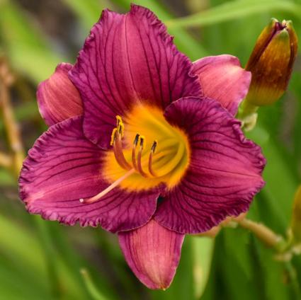 Purple de Oro Daylily