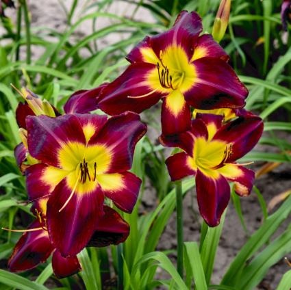 Persian Ruby Daylily