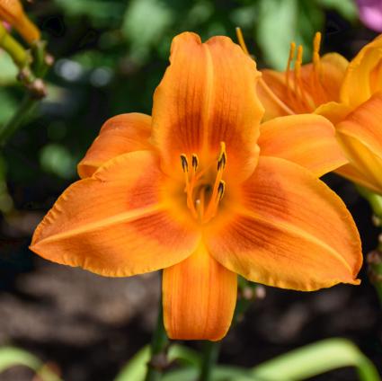 Rocket City Daylily