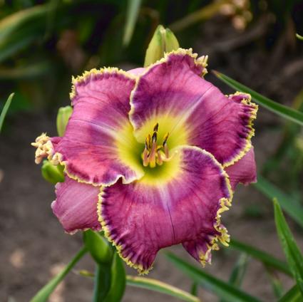 Raspberry Eclipse Daylily