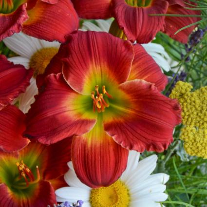 Red Hot Returns Daylily