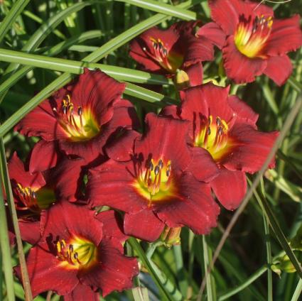 Ruby Stella Daylily