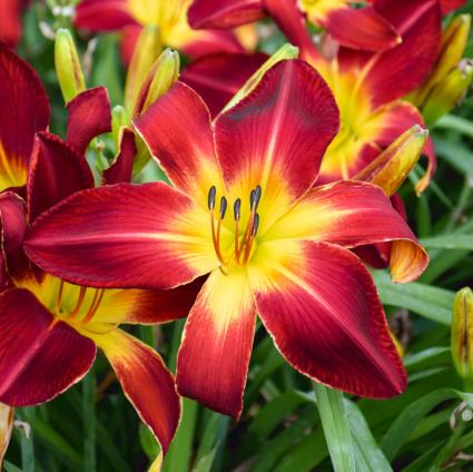 Ruby Spider Daylily