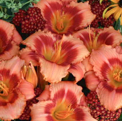 Strawberry Candy Daylily