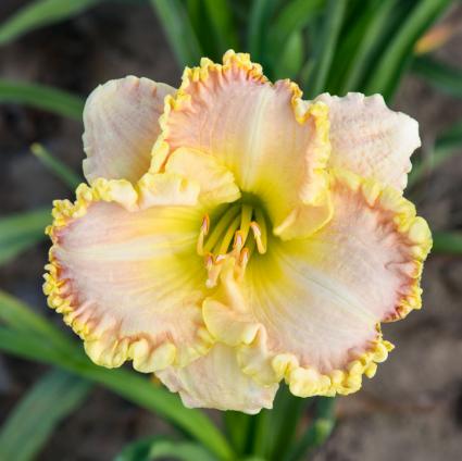 Singular Sensation Daylily