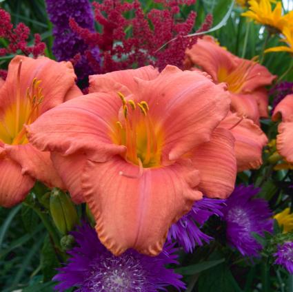 South Seas Daylily