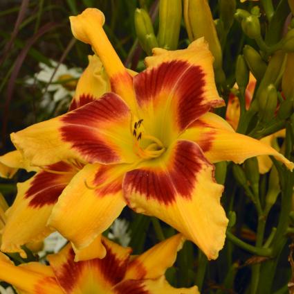 Tiger Swirl Daylily