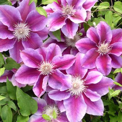 Kilian Donahue Clematis