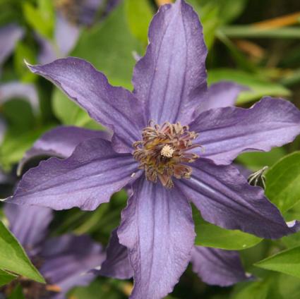 Sapphire Indigo Clematis