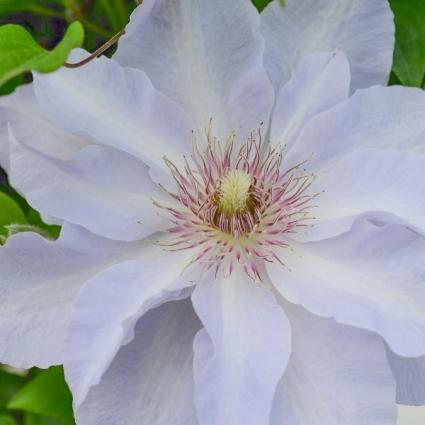 Tranquilite Clematis