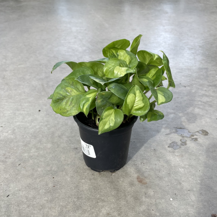 Pothos 'Global Green' Plant 4"