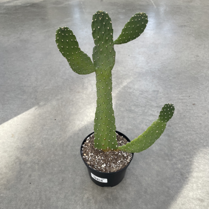 Opuntia 'Roadkill' Plant 6"