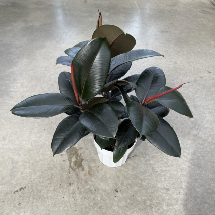 Ficus 'Burgundy Rubber' Plant 