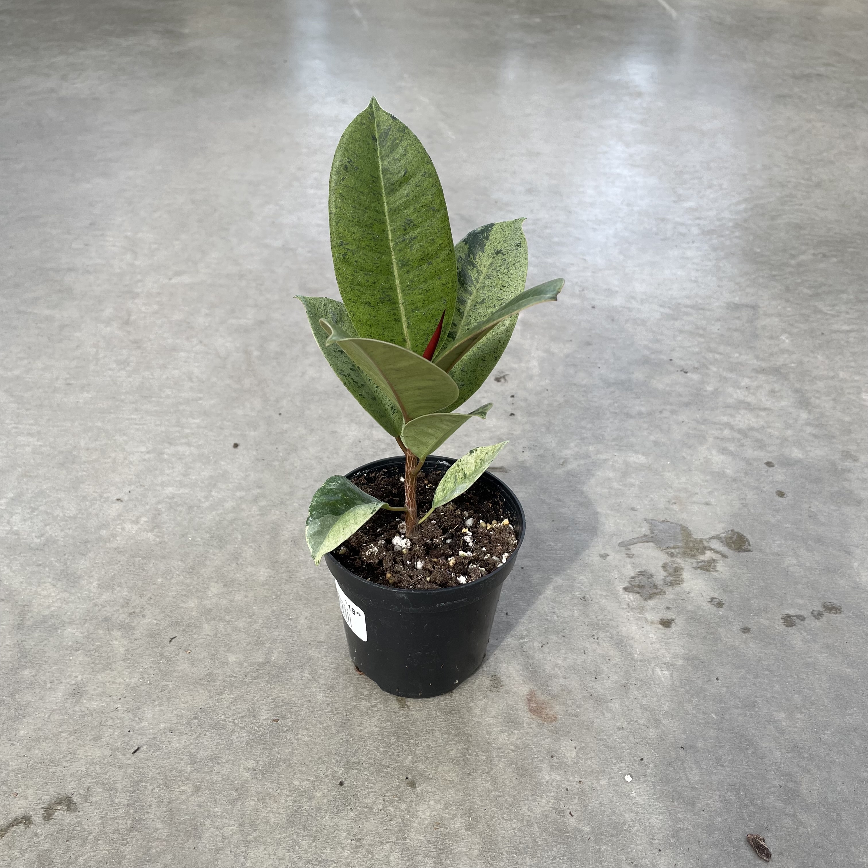 Ficus Shivereana Plant 4"