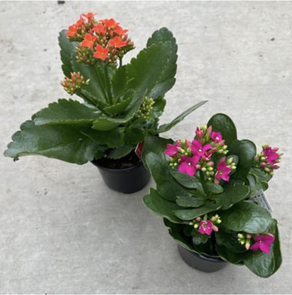 Kalanchoe Plant 4"