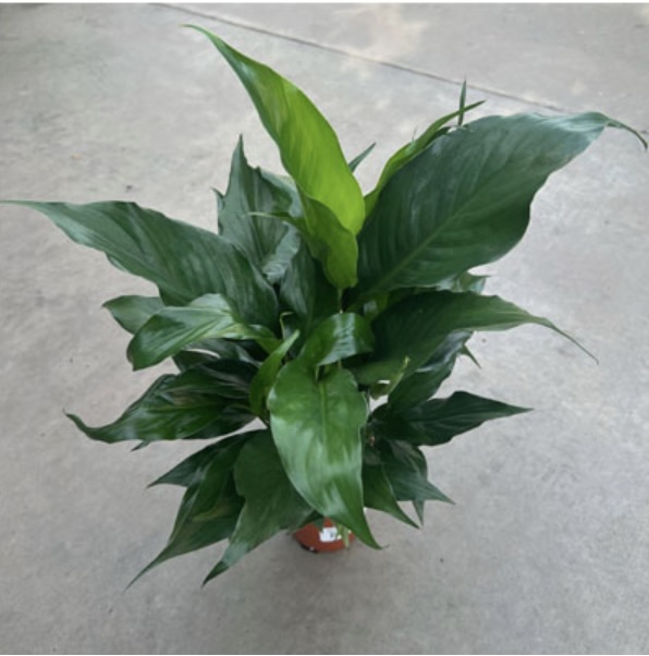 Spathiphyllum 'Peace Lily' Plant 4"