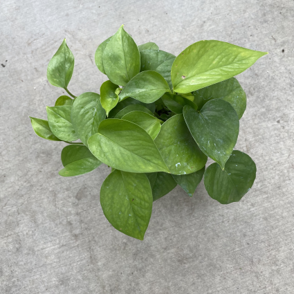 Pothos Jade Plant 4"