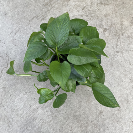 Pothos Jade Plant 6"