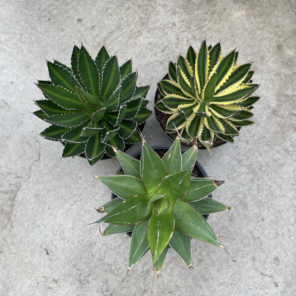 Assorted Agave Plants 8"